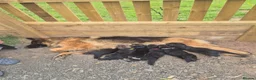 German Shepherd dogs for sale: German shepard puppies for sale in Kidderminster - Advert 2