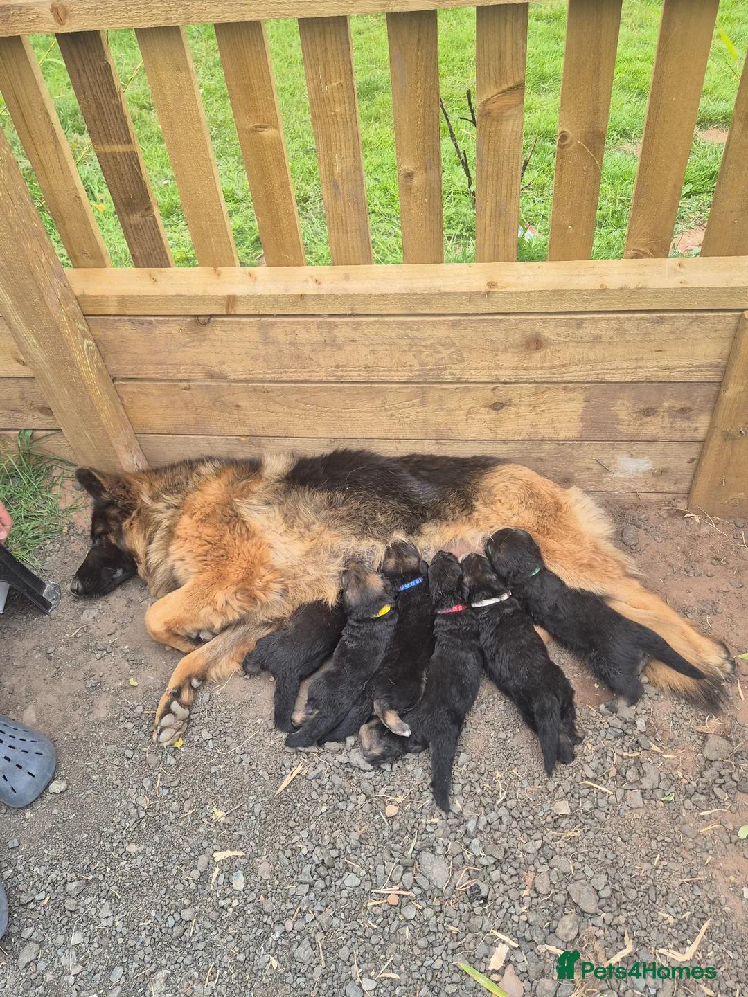 German Shepherd dogs for sale: German shepard puppies for sale in Kidderminster - Advert 2