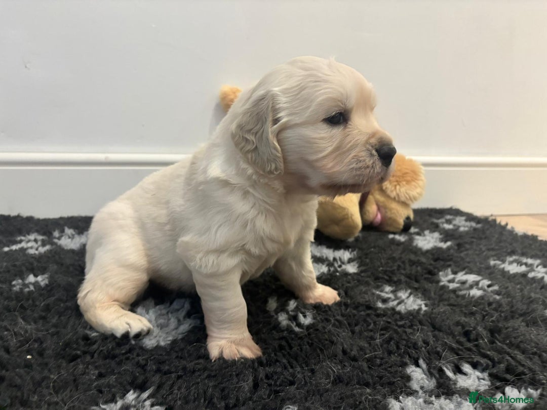 Golden Retriever dogs for sale: 1 x Male Golden Retriever - Advert 4