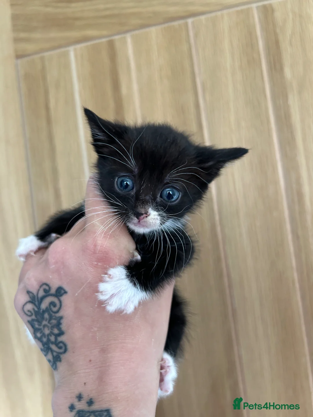 British Shorthair cats for sale: Kittens available 30th may in Nottingham - Advert 6