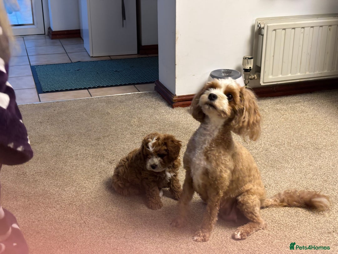 Cavapoo dogs for sale: Mr cavapoo F1B  - Image 7