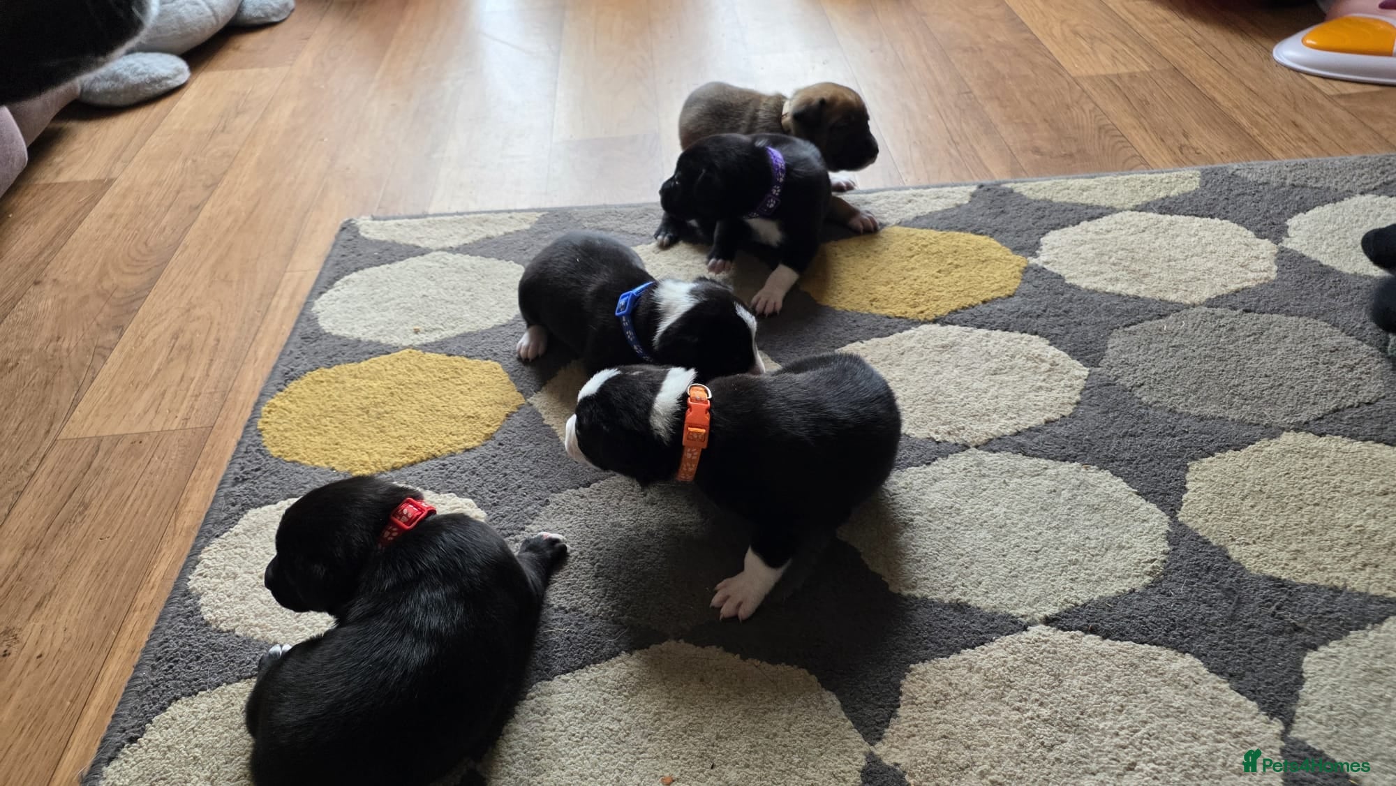 Mixed Breed dogs 5 Border Terrier Collie puppies  - Advert 1