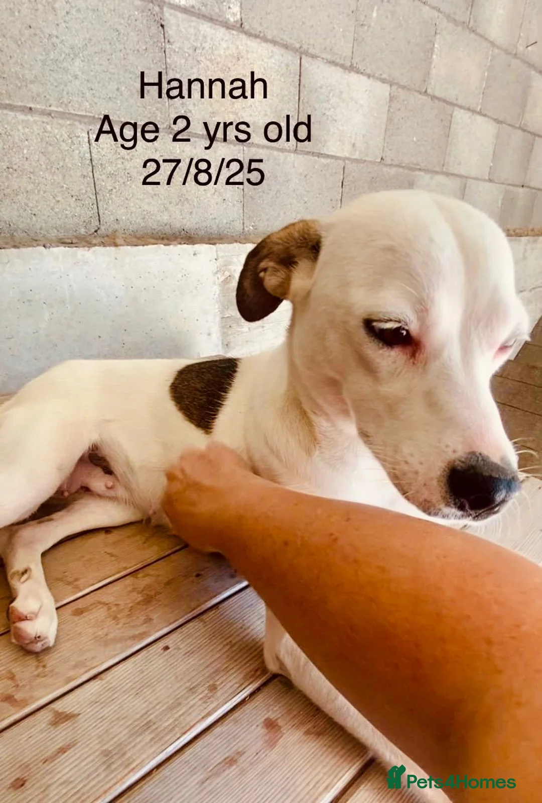 Mixed Breed dogs for adoption: Hannah, 2-3 yrs old. Available for adoption. - Advert 24