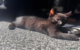 Mixed Breed cats for sale: Kittens for Sale – Litter Trained & Wormed flead - Image 5