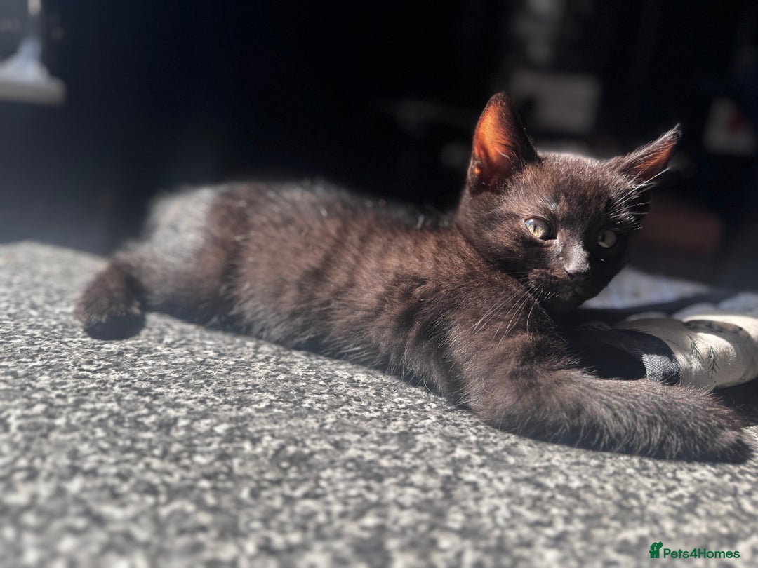Mixed Breed cats for sale: Kittens for Sale – Litter Trained & Wormed flead - Image 5