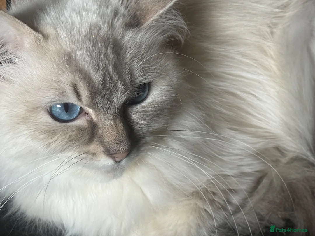 Ragdoll cats for sale: Ragdolls Mum & Babies 10 weeks sepia flame 10 wks - Advert 1