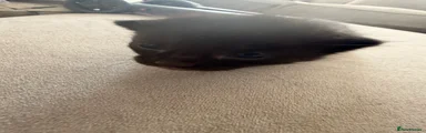 Domestic Shorthair 1