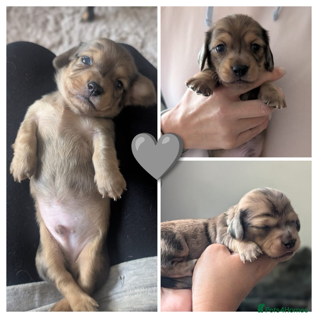 Miniature Dachshund dogs for sale: Three Sausages Left!! 🩷🩷🩵 - Image 2
