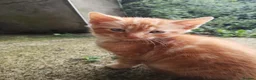 Mixed Breed cats for sale: Ginger Kittens for Sale in Ballymena - Advert 6