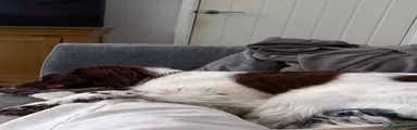 Milo