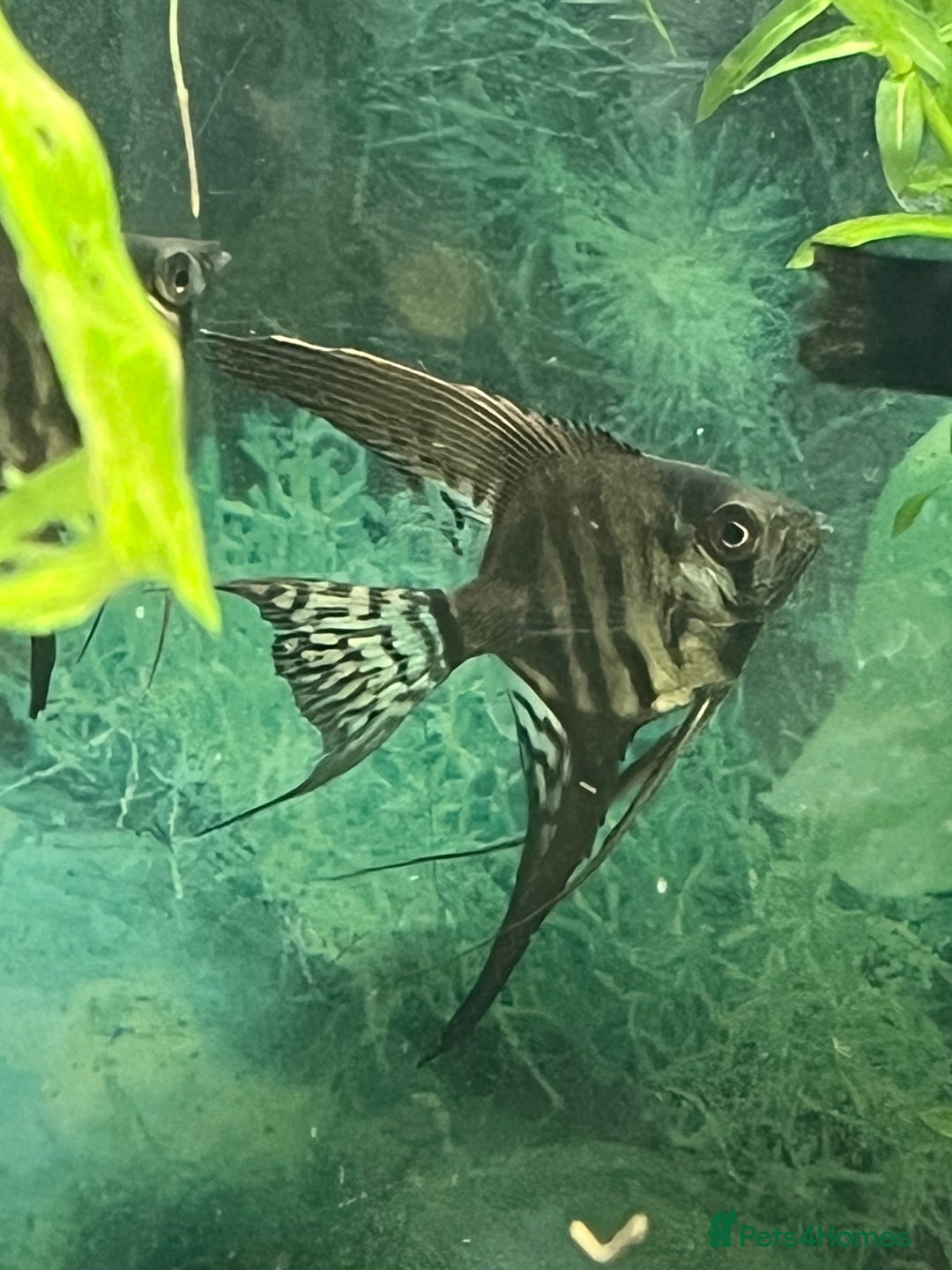Angelfish fish for sale: Black long & shortfin ghost pinoys angelfish - Image 8