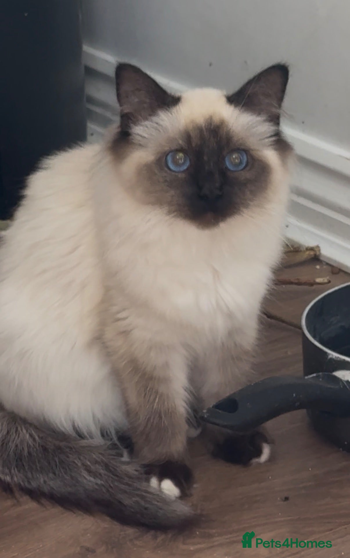 Ragdoll cats Ragdoll kittens GCCF champion breed show quality  - Advert 1
