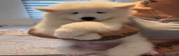 Samoyed dogs for sale: Beautiful pedigree kc Samoyed  - Advert 11