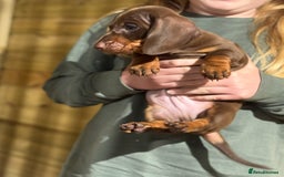 Dachshund dogs for sale: Ready now daschunds  - Image 2