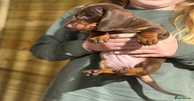 Dachshund dogs - Advert 6