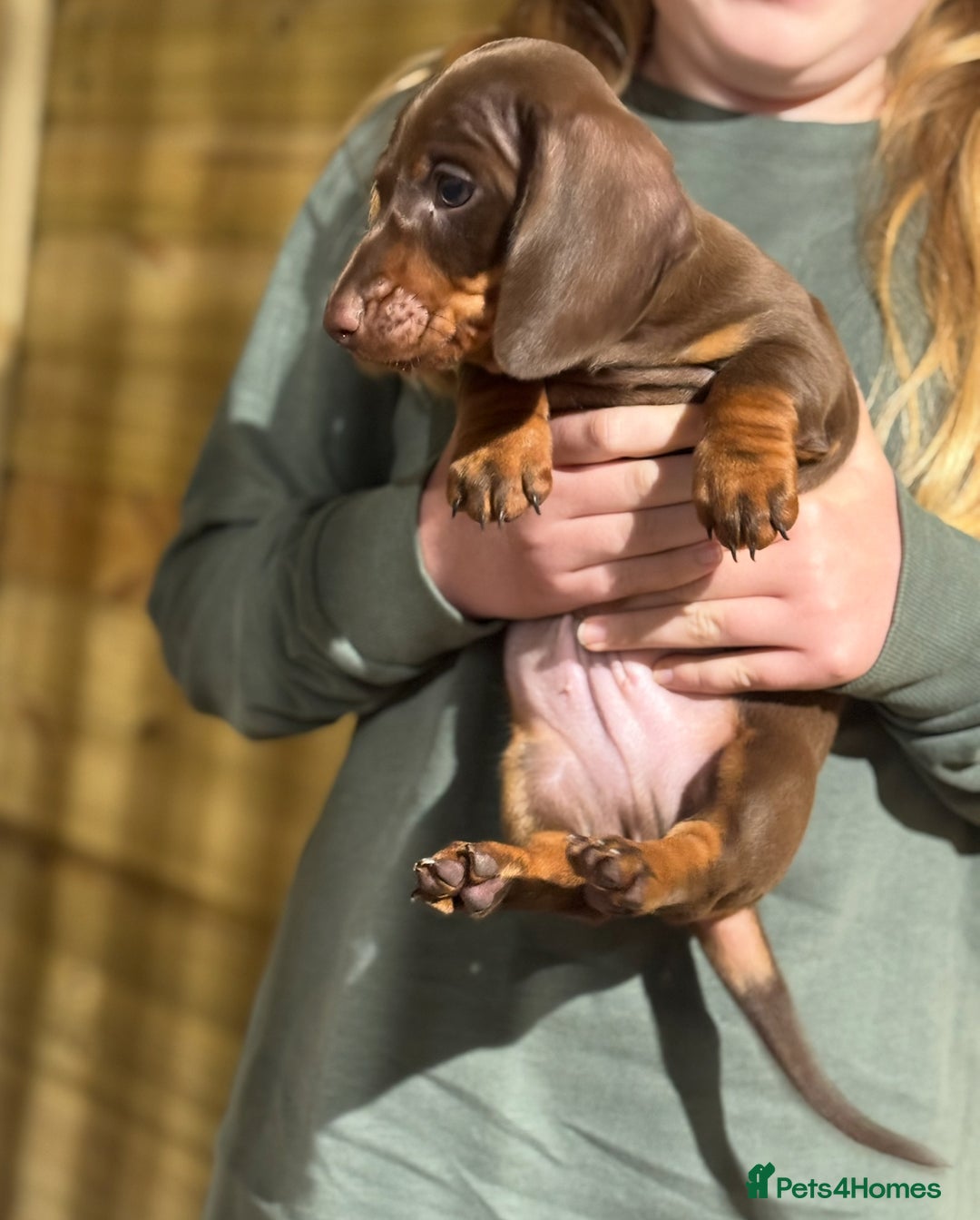 Dachshund dogs for sale: Ready now daschunds  - Image 2