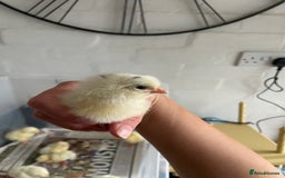 Chickens poultry for sale: Wyandottes, orpingtons - Image 10