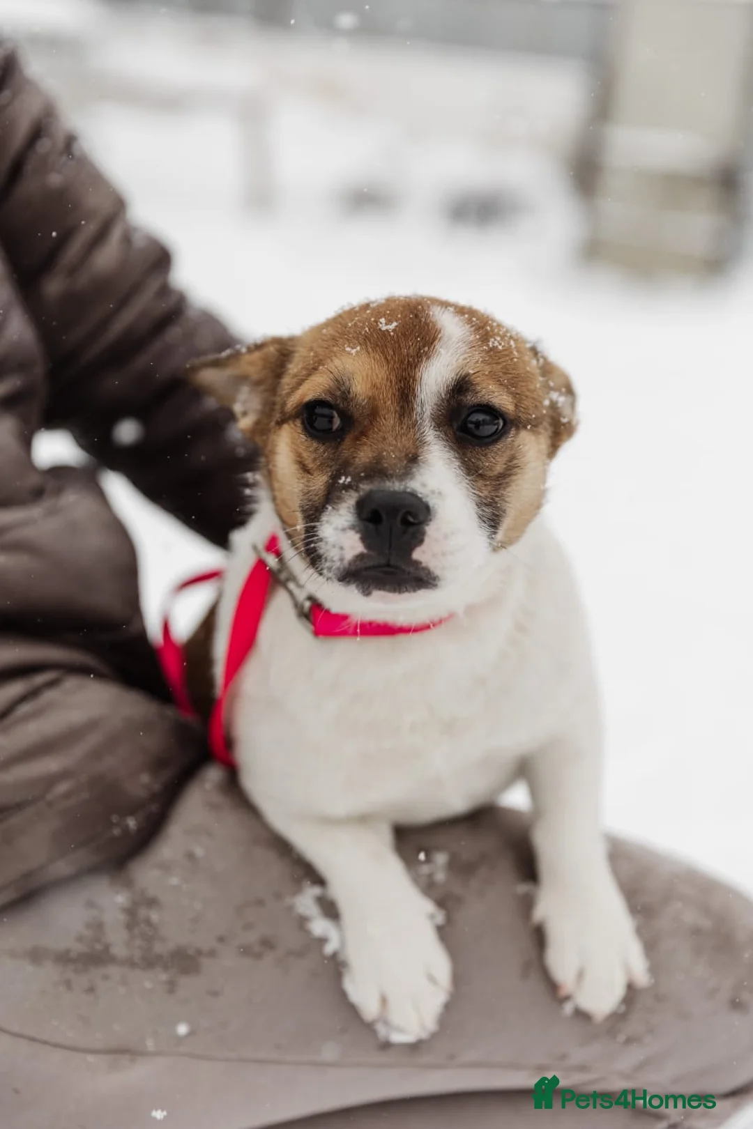 Mixed Breed dogs for adoption: 💖🐶 DEMI-MOON 🐶💖 - Advert 9