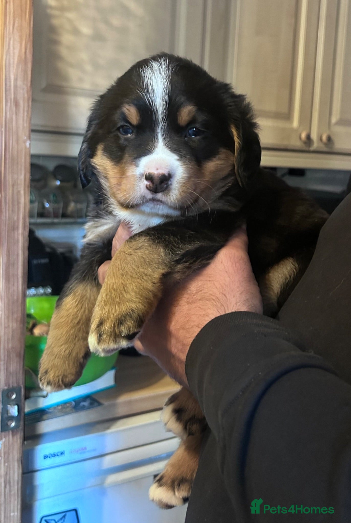 Mixed Breed dogs LABERNESE puppies - Advert 1