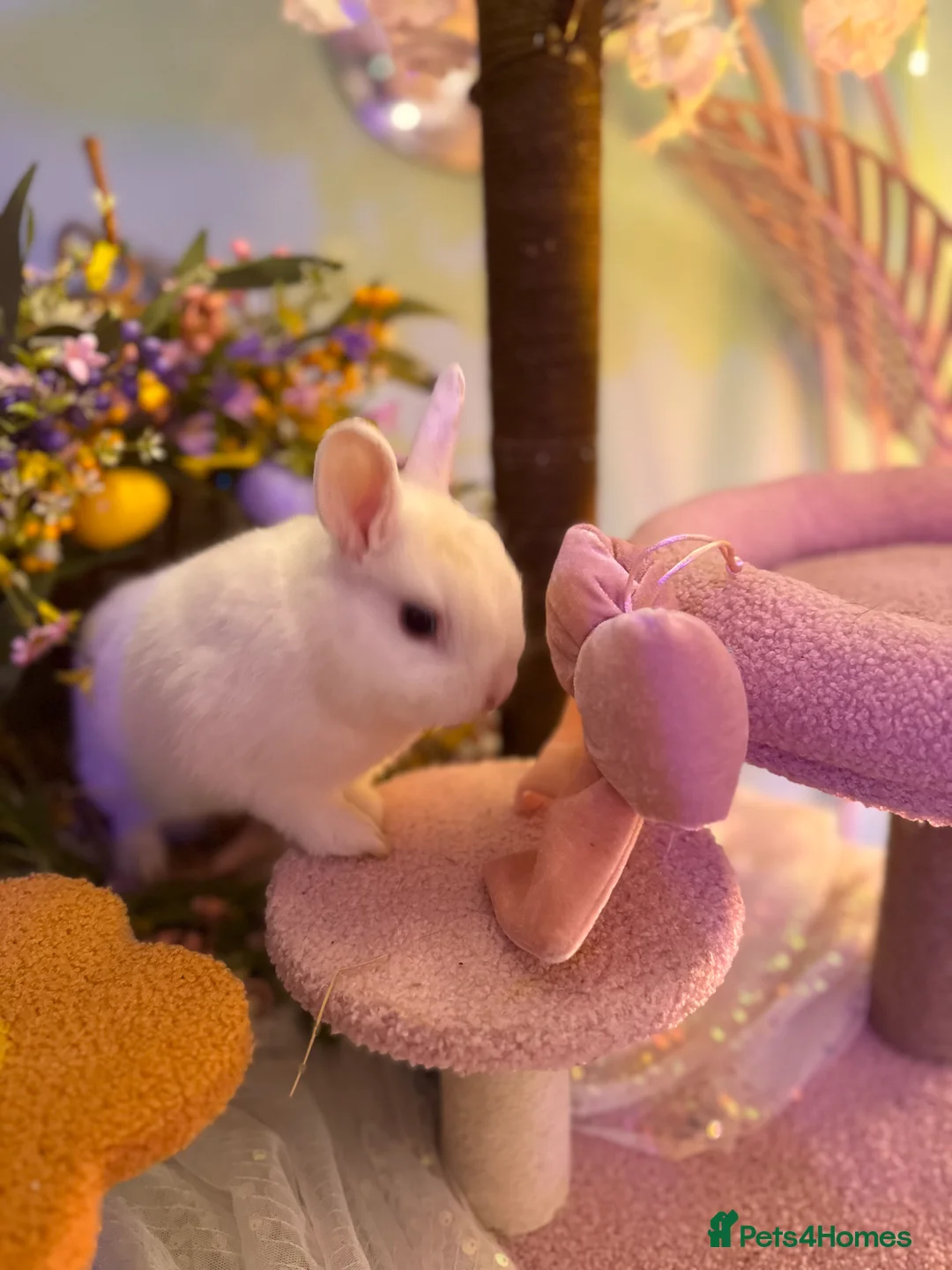 Netherland Dwarf rabbits for sale: Urgent rehoming. Young Netherland dwarf+ mini lop - Advert 30