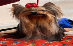 Yorkshire Terrier dogs for sale: Gorgeous Yorkshire puppies  - Image 25