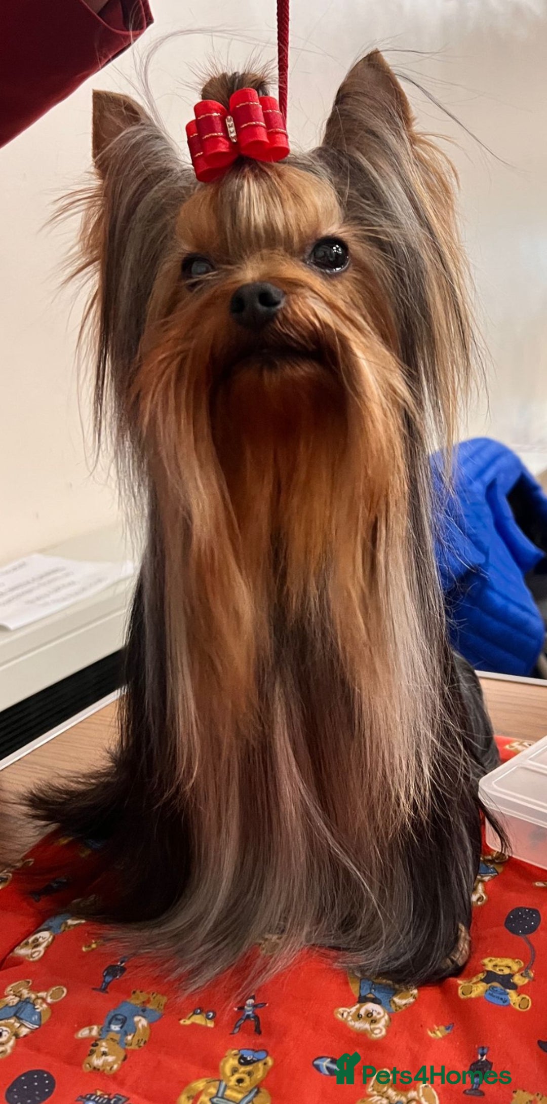 Yorkshire Terrier dogs for sale: Gorgeous Yorkshire puppies  - Image 25