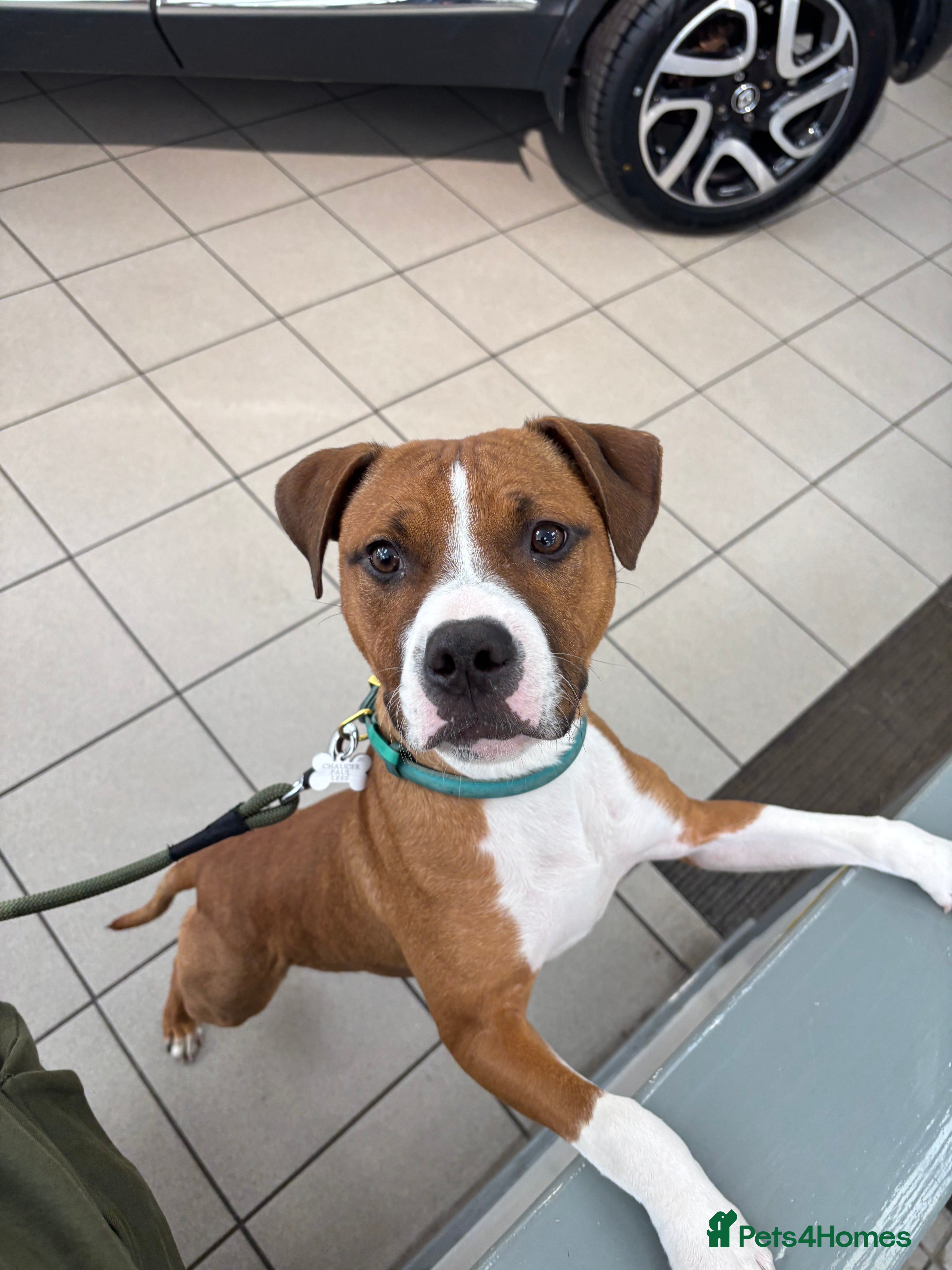 Mixed Breed dogs Beautiful dog for sale  - Advert 2