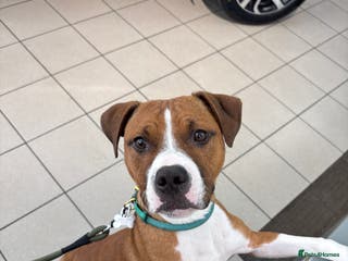 Mixed Breed dogs Beautiful dog for sale - Advert 2