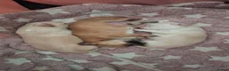 Chihuahua dogs for sale: 3 chihuahua boys for sale  in Kettering - Advert 6