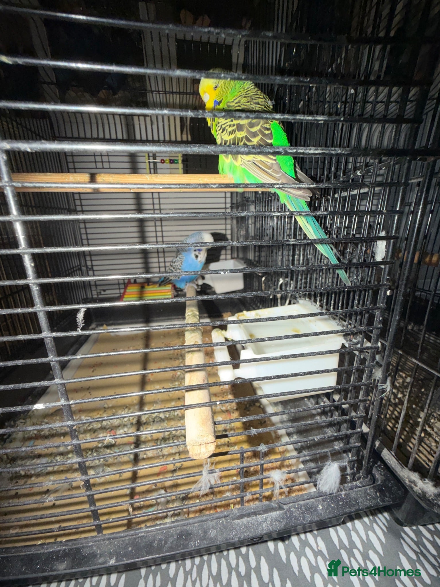 Budgerigars birds Male and female budgies with cage and sand sheet  - Advert 1