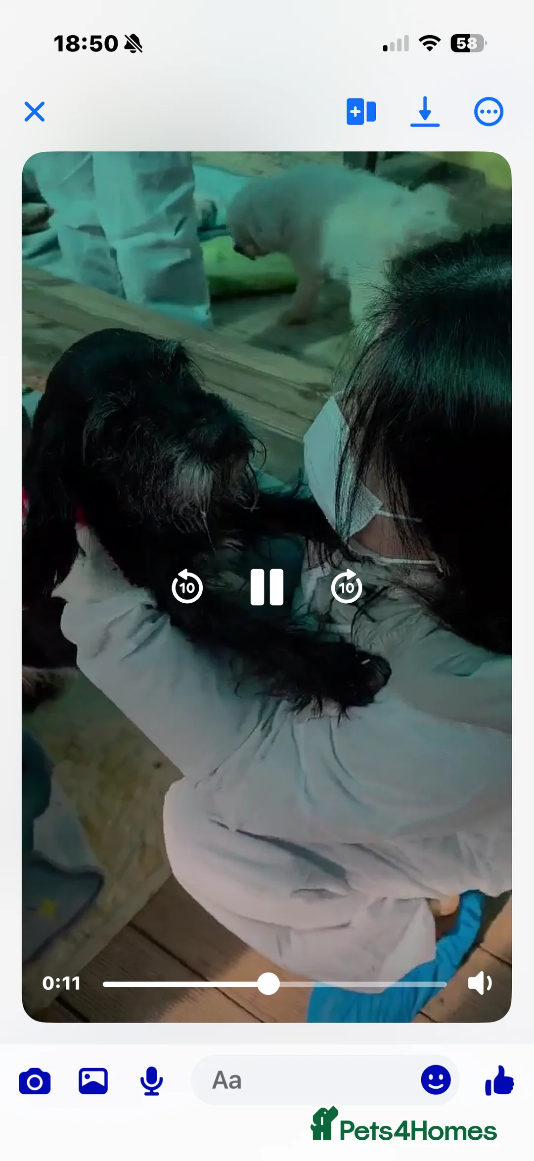 Miniature Schnauzer dogs for adoption: Mary 6 year old schnauzer mix meat trade survivor  - Advert 5