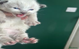 Siberian cats for sale: Full Siberian Litter. Quick sales before holiday - Image 5