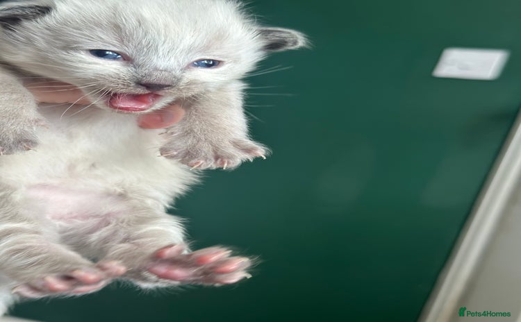Siberian cats - Advert 3