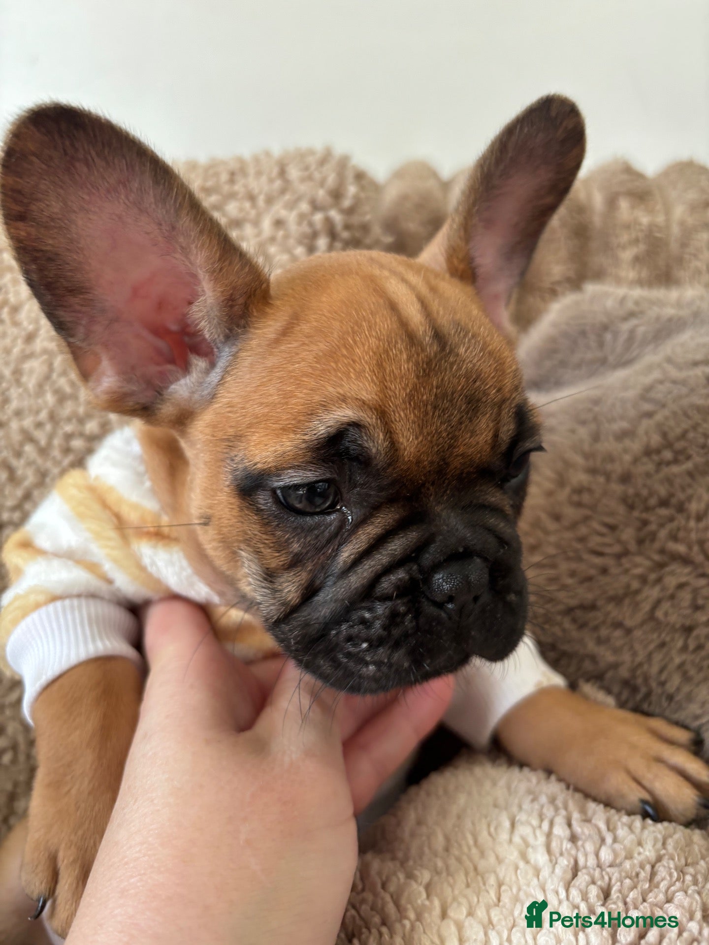 French Bulldog dogs Beautiful French bulldog puppies  - Advert 17