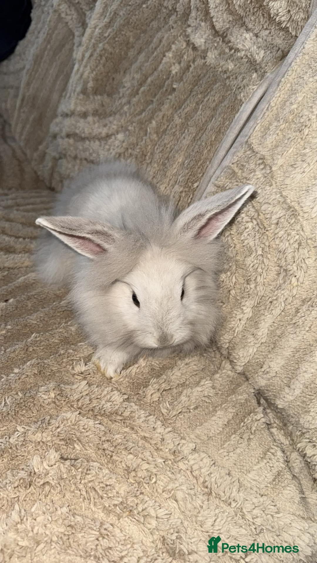 Mini Lion Lop rabbits (READY NOW) 3 LEFT - Advert 1