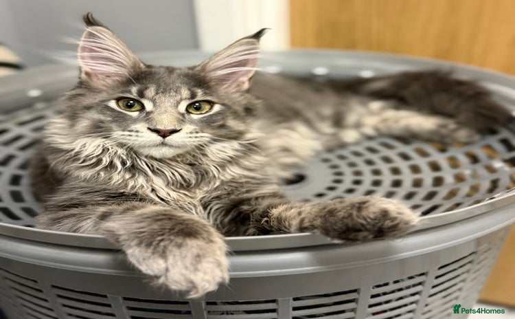 Maine Coon cats - Advert 2