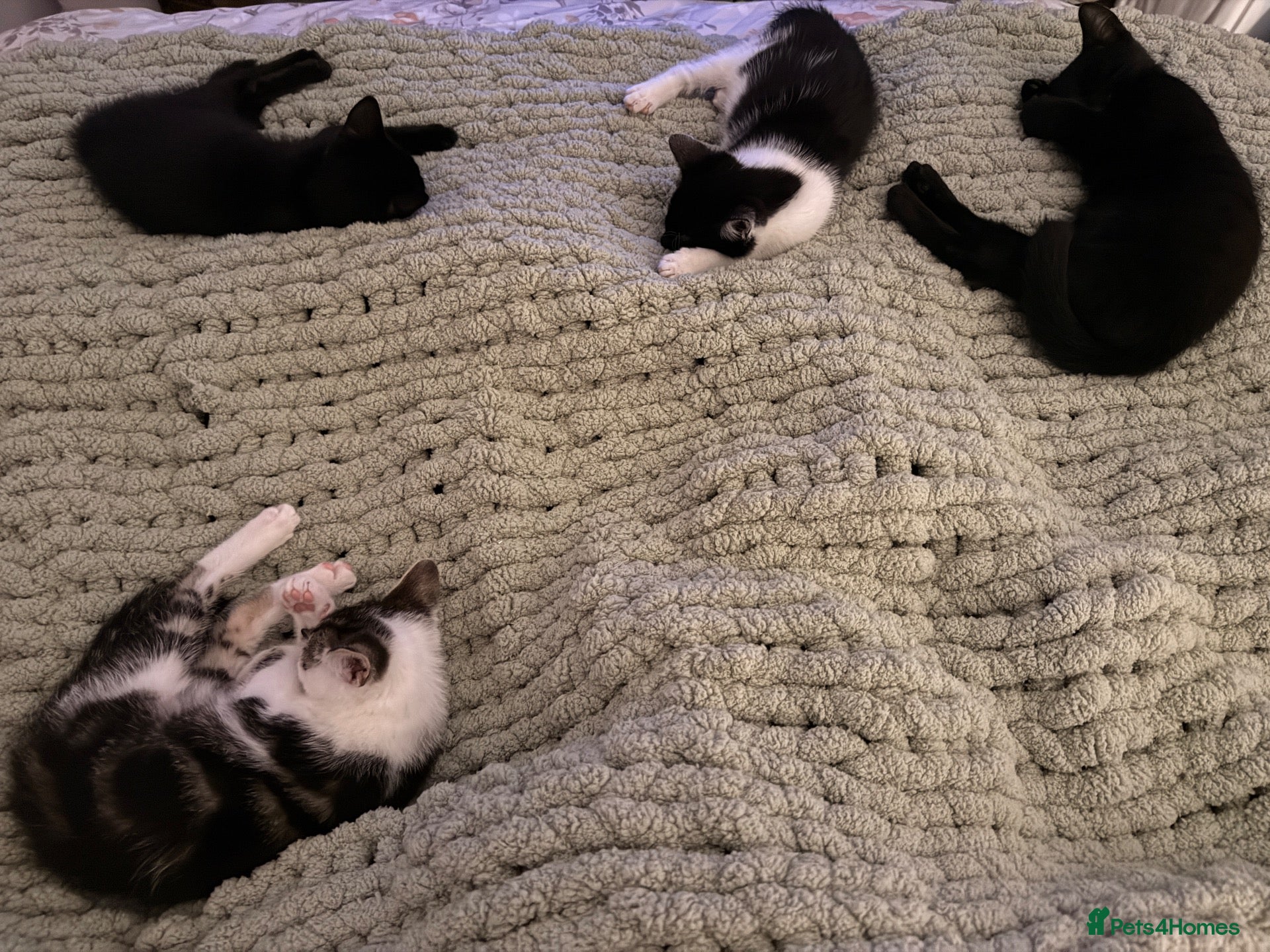 Domestic Shorthair cats Kittens for sale - Advert 19