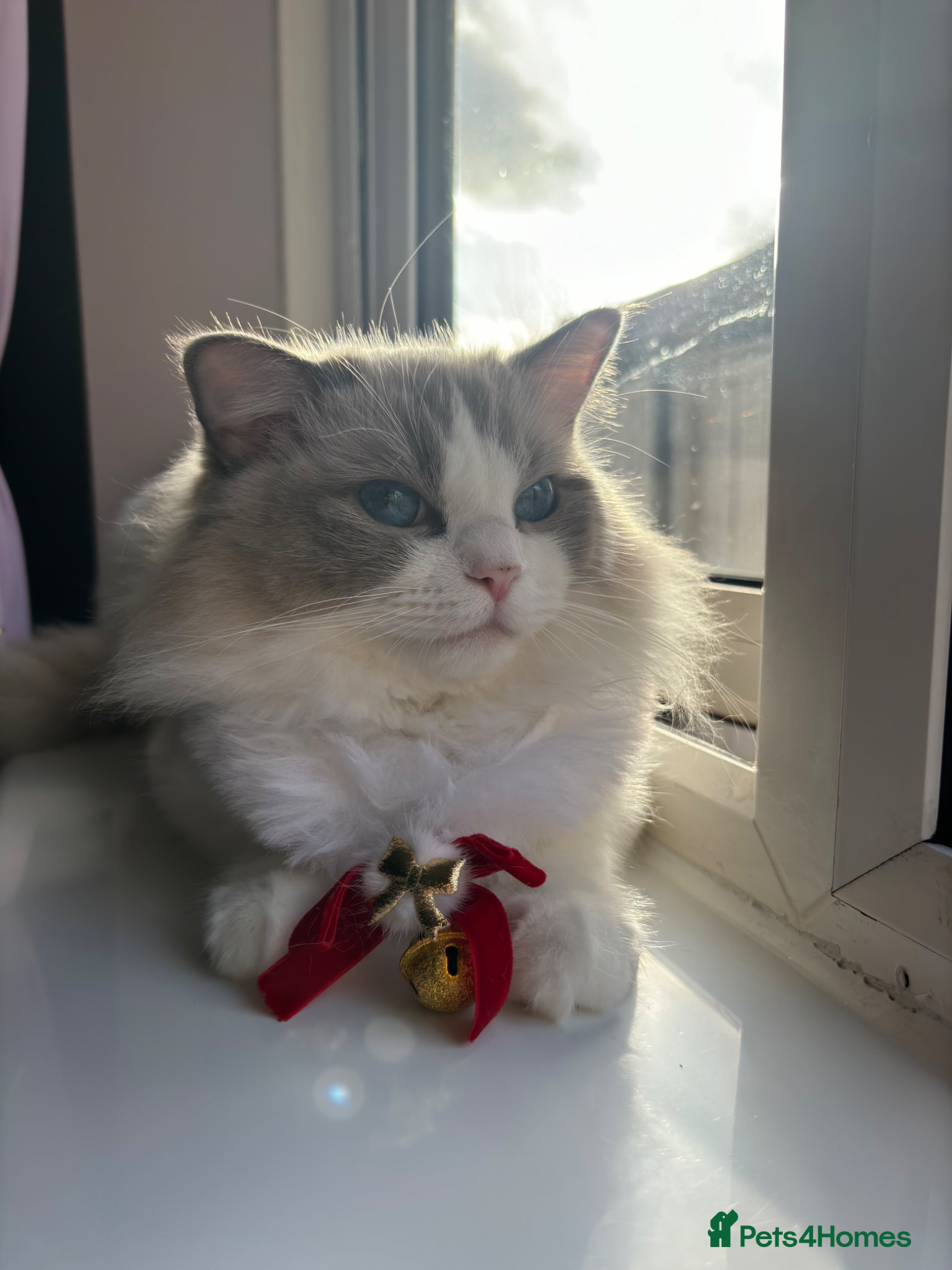 Ragdoll cats GCCF Registered Active Female Ragdoll Cat - Advert 15