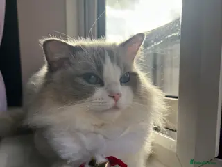 Ragdoll cats GCCF Registered Active Female Ragdoll Cat - Advert 18