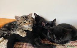 Mixed Breed cats for sale: Beautiful Kittens - Image 3