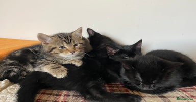 Mixed Breed cats - Advert 13