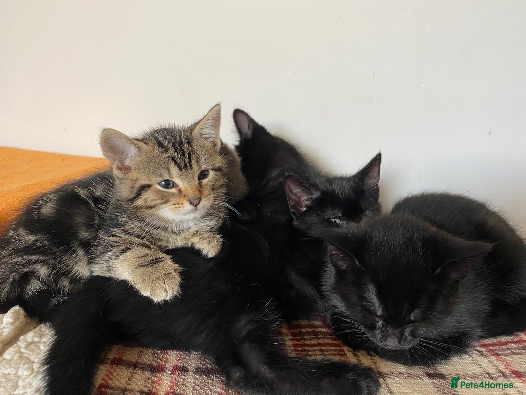 Mixed Breed cats for sale: Beautiful Kittens - Image 3