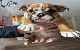 English Bulldog dogs for sale: English bulldog puppies  - Image 13