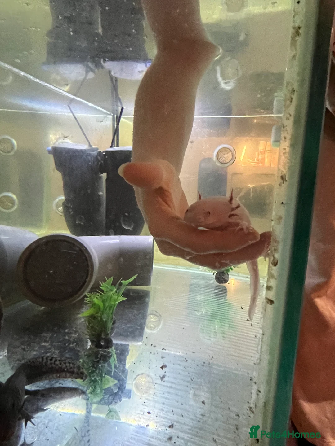 Axolotl reptiles for sale: Mixed pair of Axolotls with Tank - Advert 9