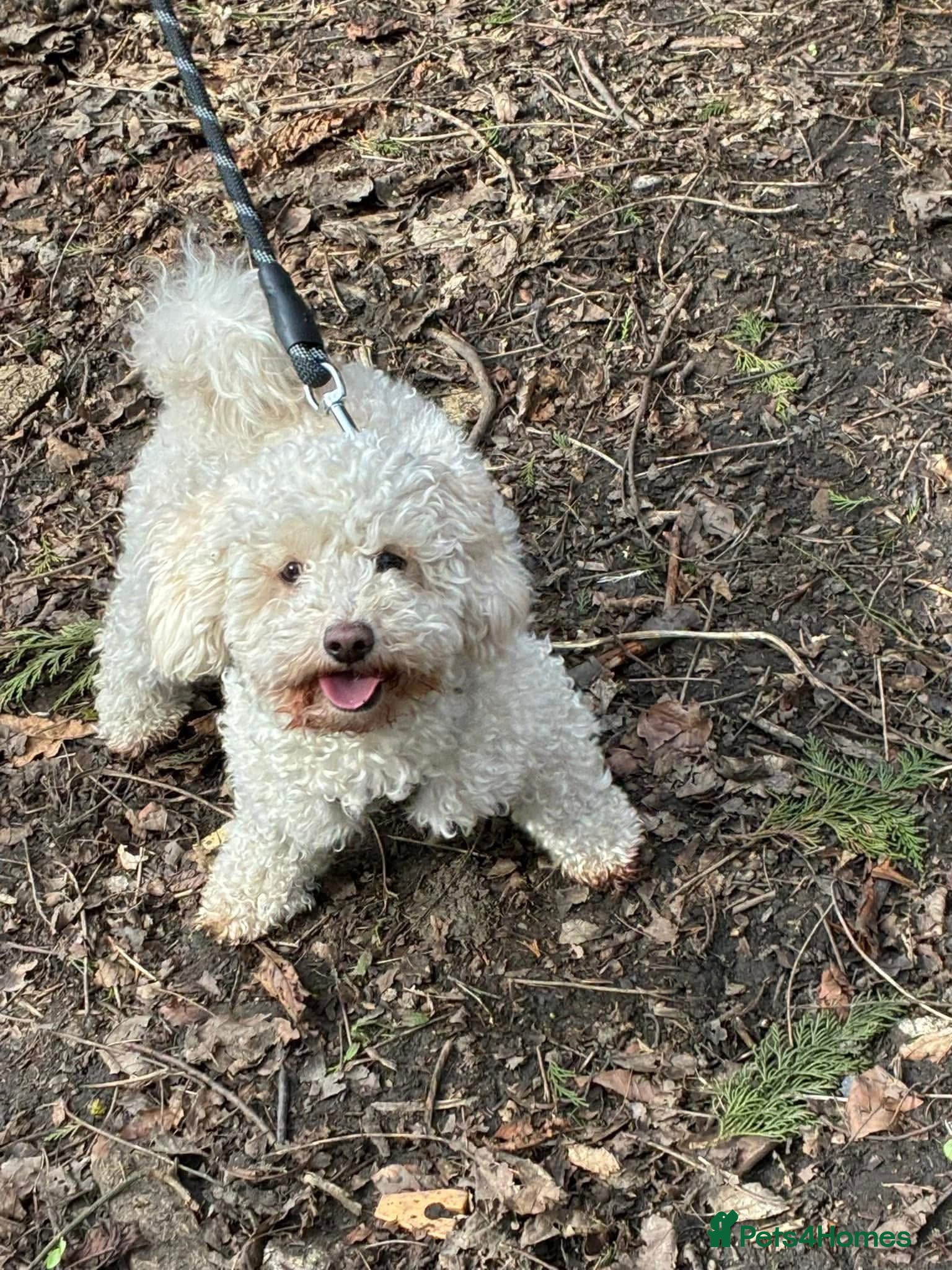 Mixed Breed dogs Shitzu x bichon x toy poodle puppies  - Advert 14