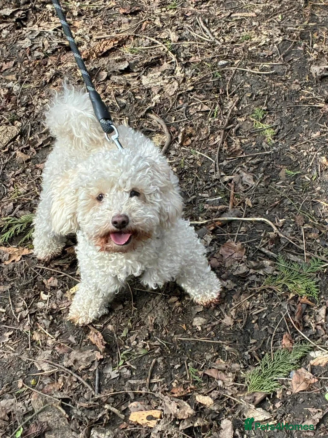 Mixed Breed dogs for sale: Shitzu x bichon x toy poodle puppies  - Advert 1