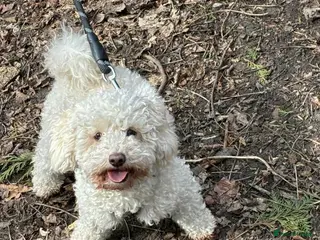 Mixed Breed dogs Shitzu x bichon x toy poodle puppies - Advert 14