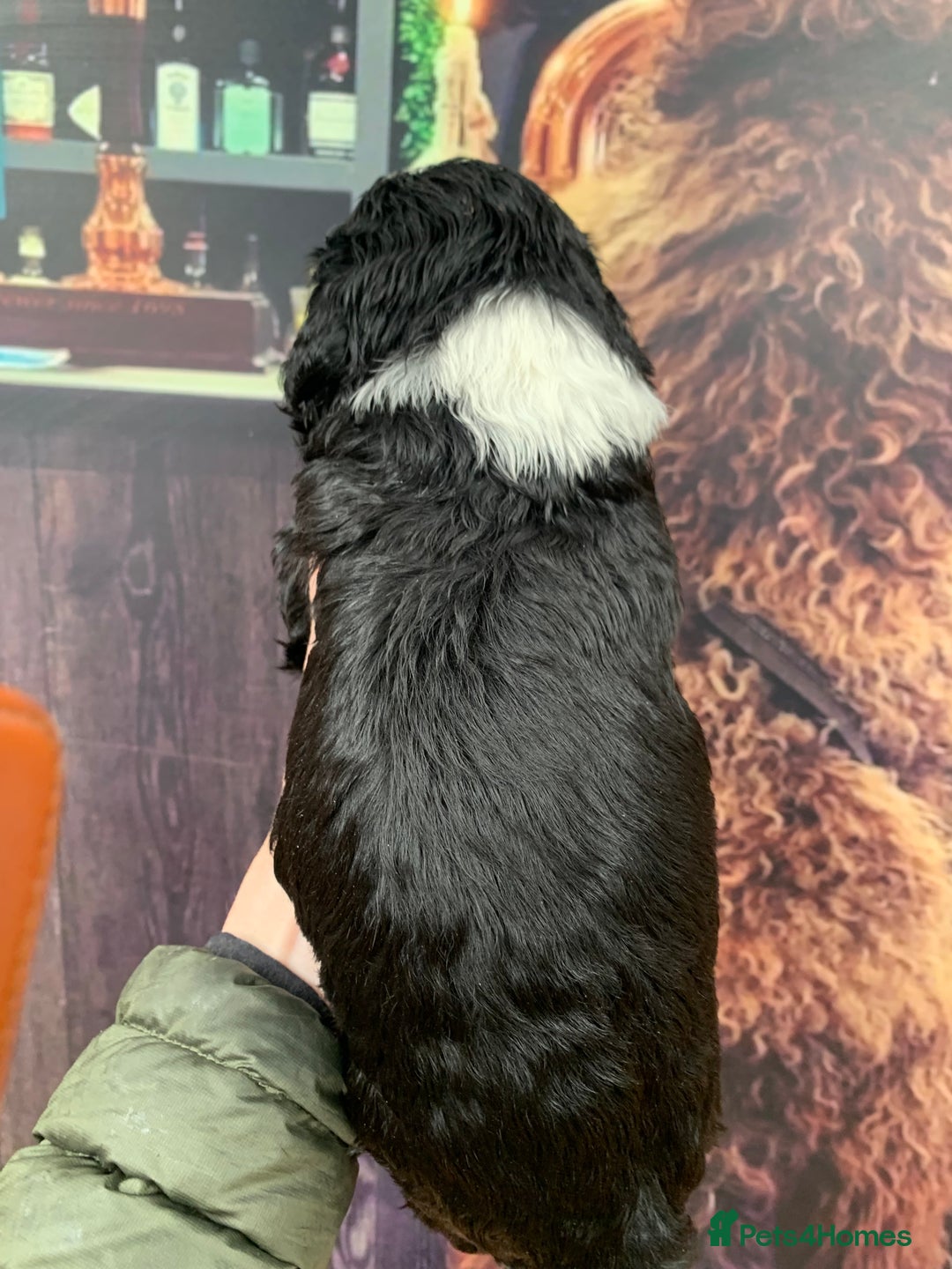 Sheepadoodle dogs for sale: Medium Sheepadoodle Puppies Available  - Image 16