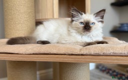 Ragdoll cats for sale: *REDUCED*GCCF Registered Ragdolls Blue/Seal/Lynx - Image 11