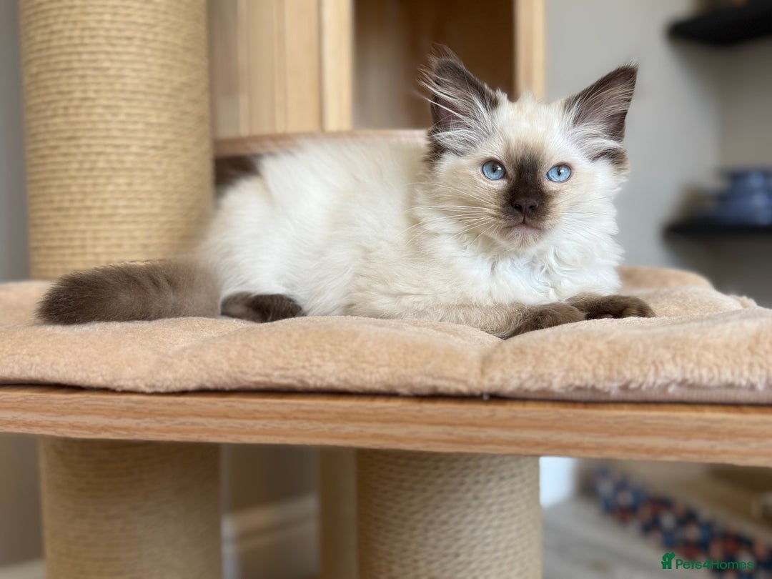 Ragdoll cats for sale: *REDUCED*GCCF Registered Ragdolls Blue/Seal/Lynx - Image 11